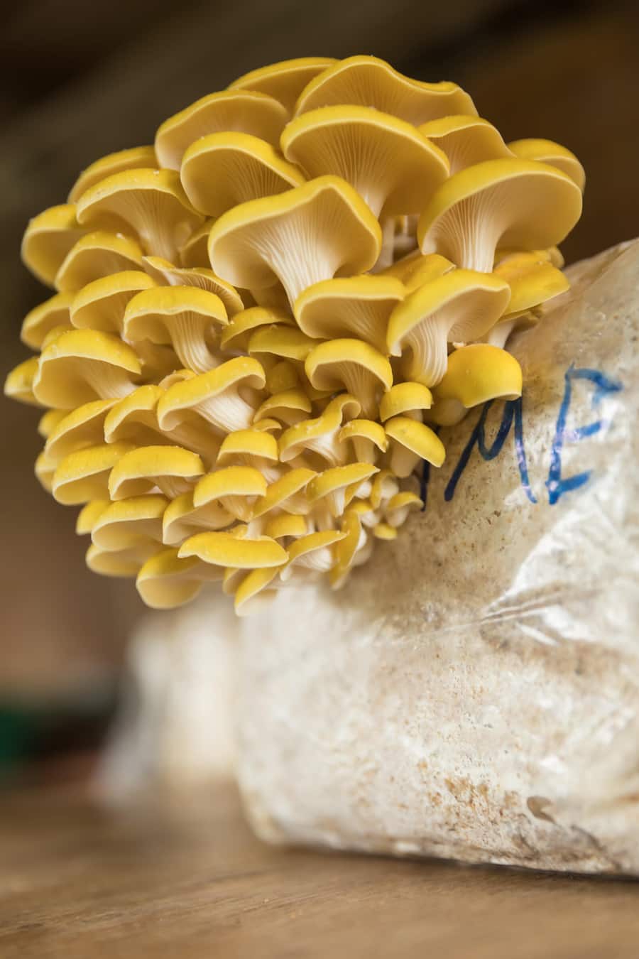 Böniger tranchiert, Fungifuturi, Steffisburg, BE fotografiert am 1.11.23 Pilze am Substrat