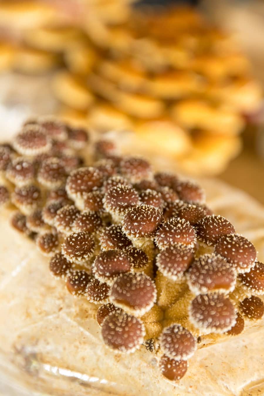 Böniger tranchiert, Fungifuturi, Steffisburg, BE fotografiert am 1.11.23 Pilze am Substrat