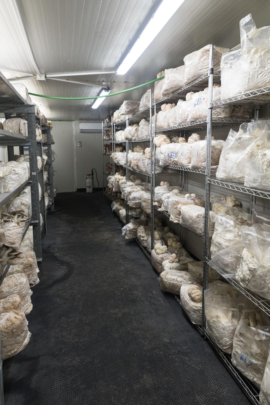 Fungifuturi, Steffisburg, BE fotografiert am 1.11.23 Subtrat zur Pilzzucht im Fruchtungsraum