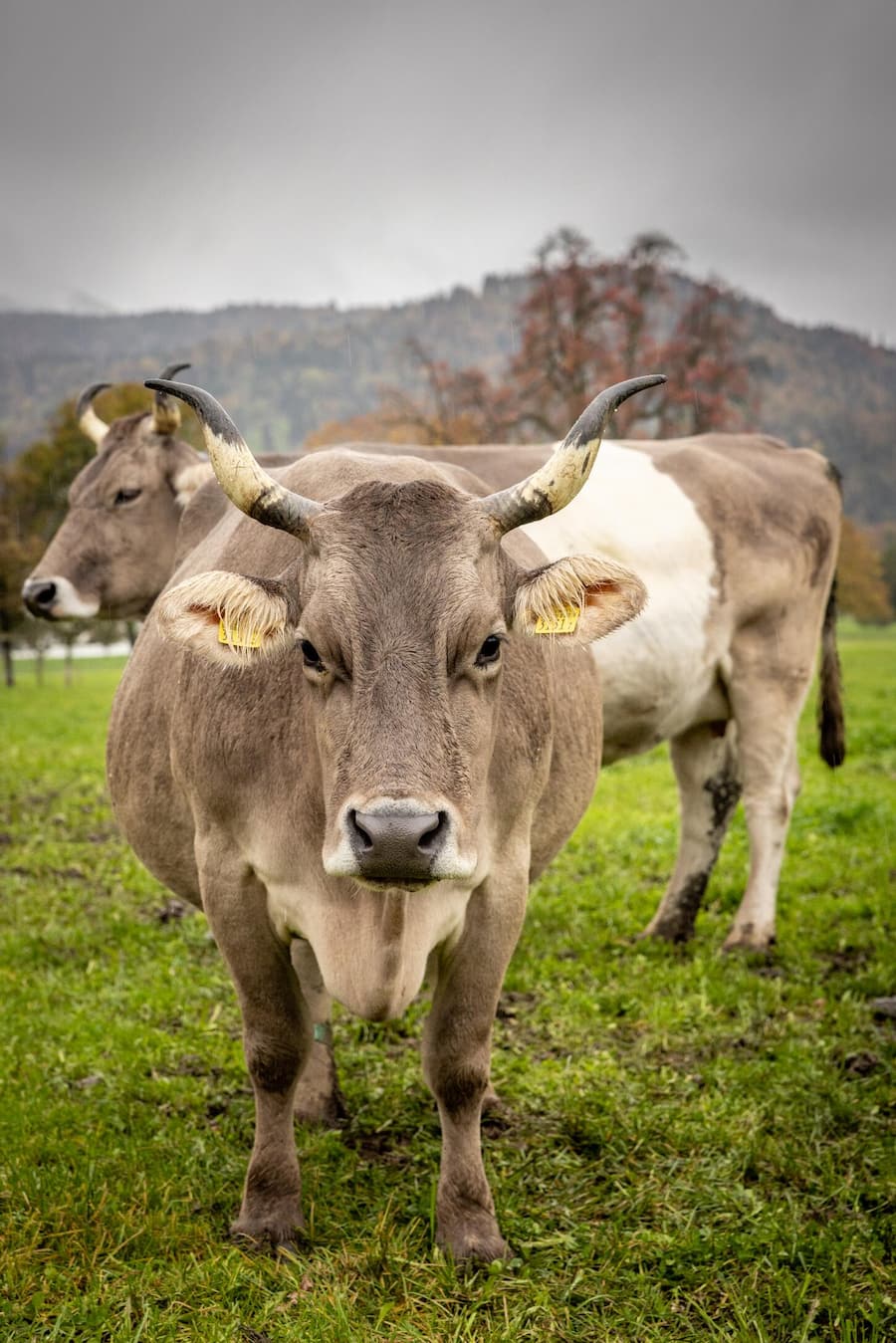 Besuch bei Noldi Windlin, Käser in Giswil OW