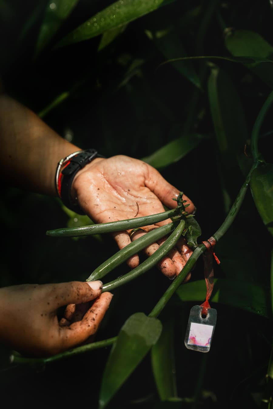 Maryia Un Noun, Koechin aus Kambodscha, Smiling Gecko, Reportage 2023