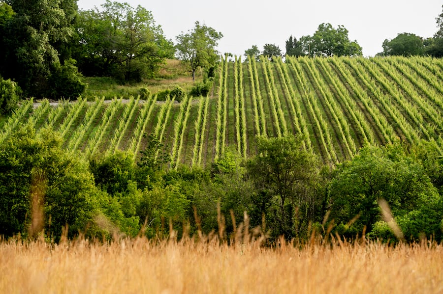 unverkennbare Struktur des Lyra Weinberg in Les Baillets