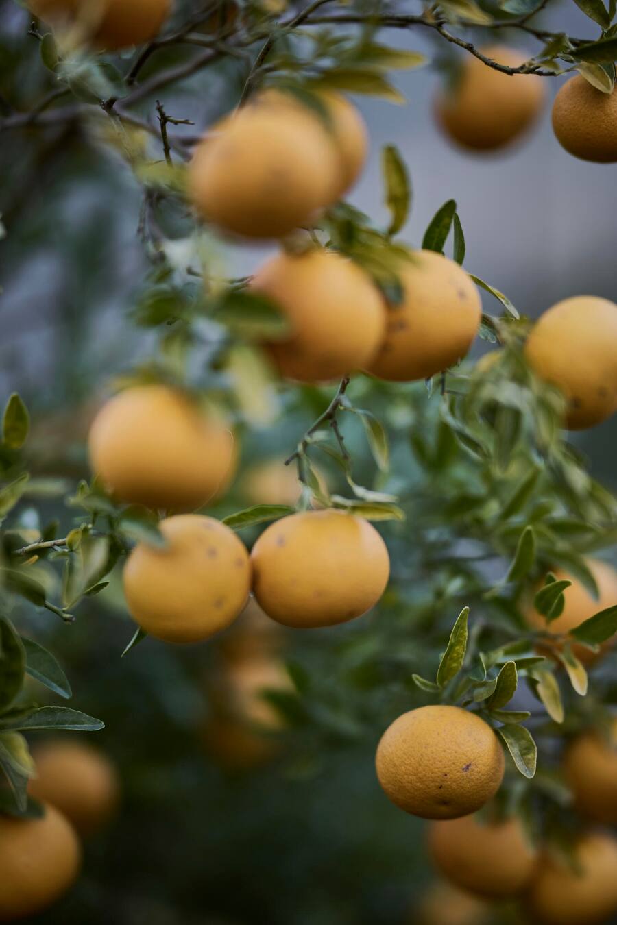 Niels Rodin, cultivateur de citrons en Suisse photographié à la "Ferme aux agrumes", mardi 7 novembre 2023 à Borex près de Nyon. (© Gabriel Monnet)
