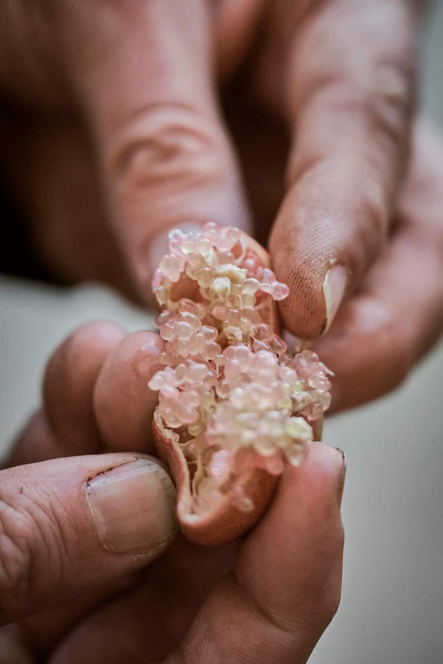 Niels Rodin, cultivateur de citrons en Suisse photographié à la "Ferme aux agrumes", mardi 7 novembre 2023 à Borex près de Nyon. (© Gabriel Monnet)