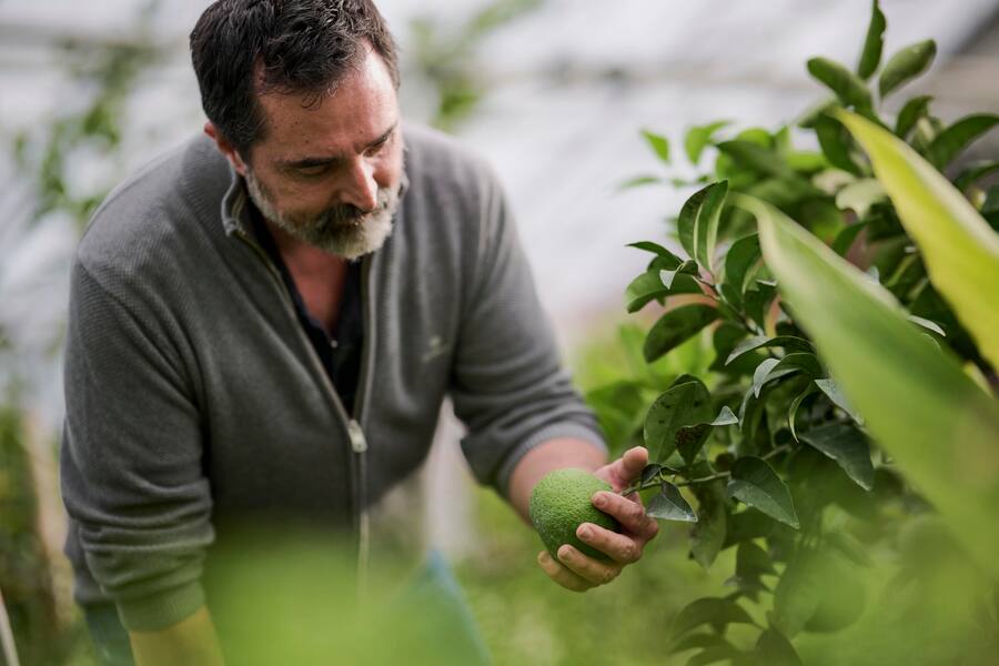 Niels Rodin, cultivateur de citrons en Suisse photographié à la "Ferme aux agrumes", mardi 7 novembre 2023 à Borex près de Nyon. (© Gabriel Monnet)