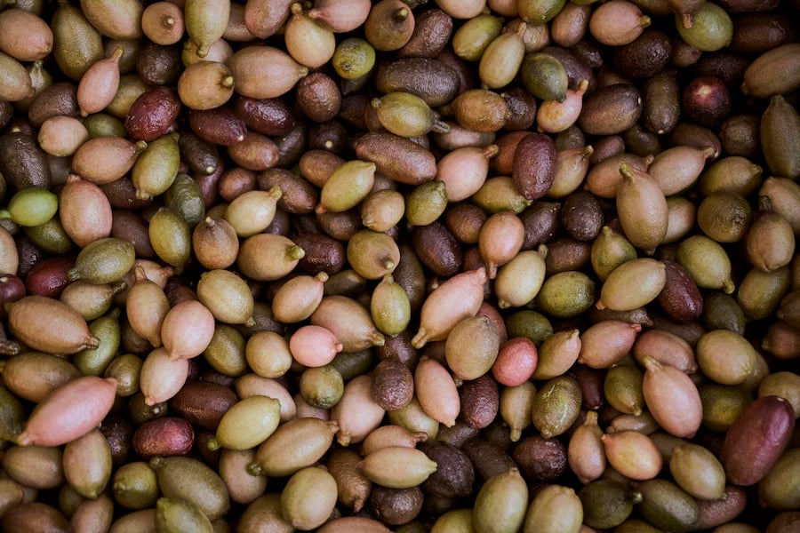 Niels Rodin, cultivateur de citrons en Suisse photographié à la "Ferme aux agrumes", mardi 7 novembre 2023 à Borex près de Nyon. (© Gabriel Monnet)