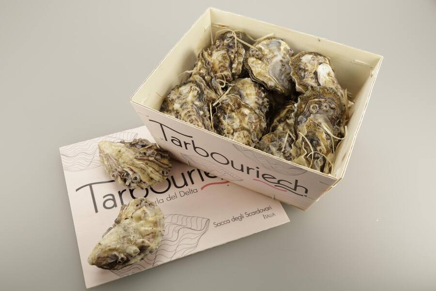 Rosa Austern von Bianchi