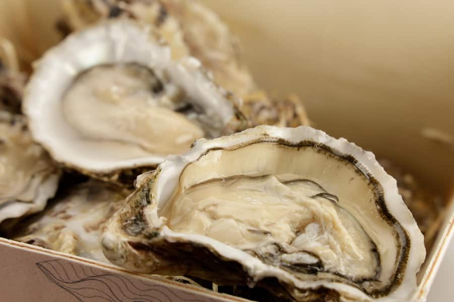 Rosa Austern von Bianchi