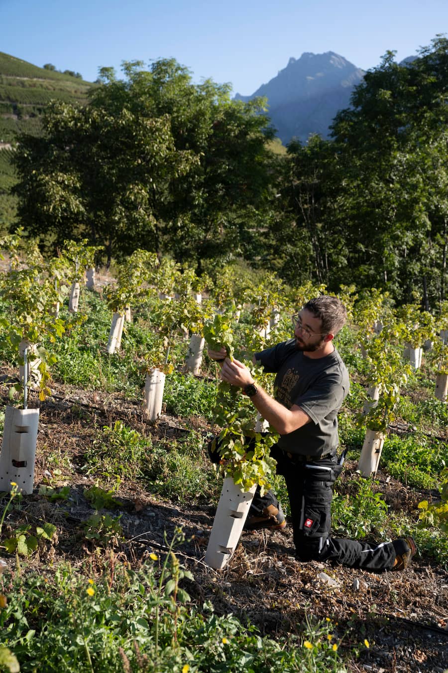 Benoît Rudaz, Chef de culture in Neupflanzung von 1 jährigen Chasselas reben