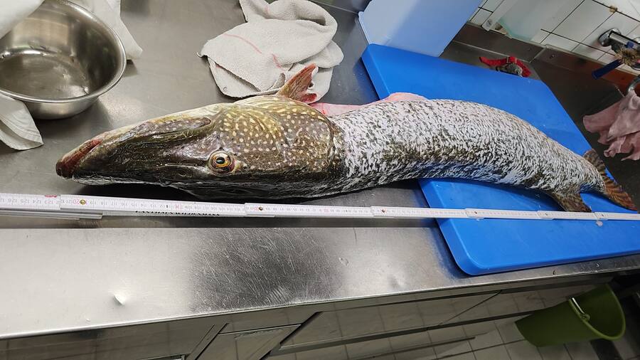 Beat Bürli, Hechtfang, Wildenmann Buonas, Restaurant am Zugersee, ZG