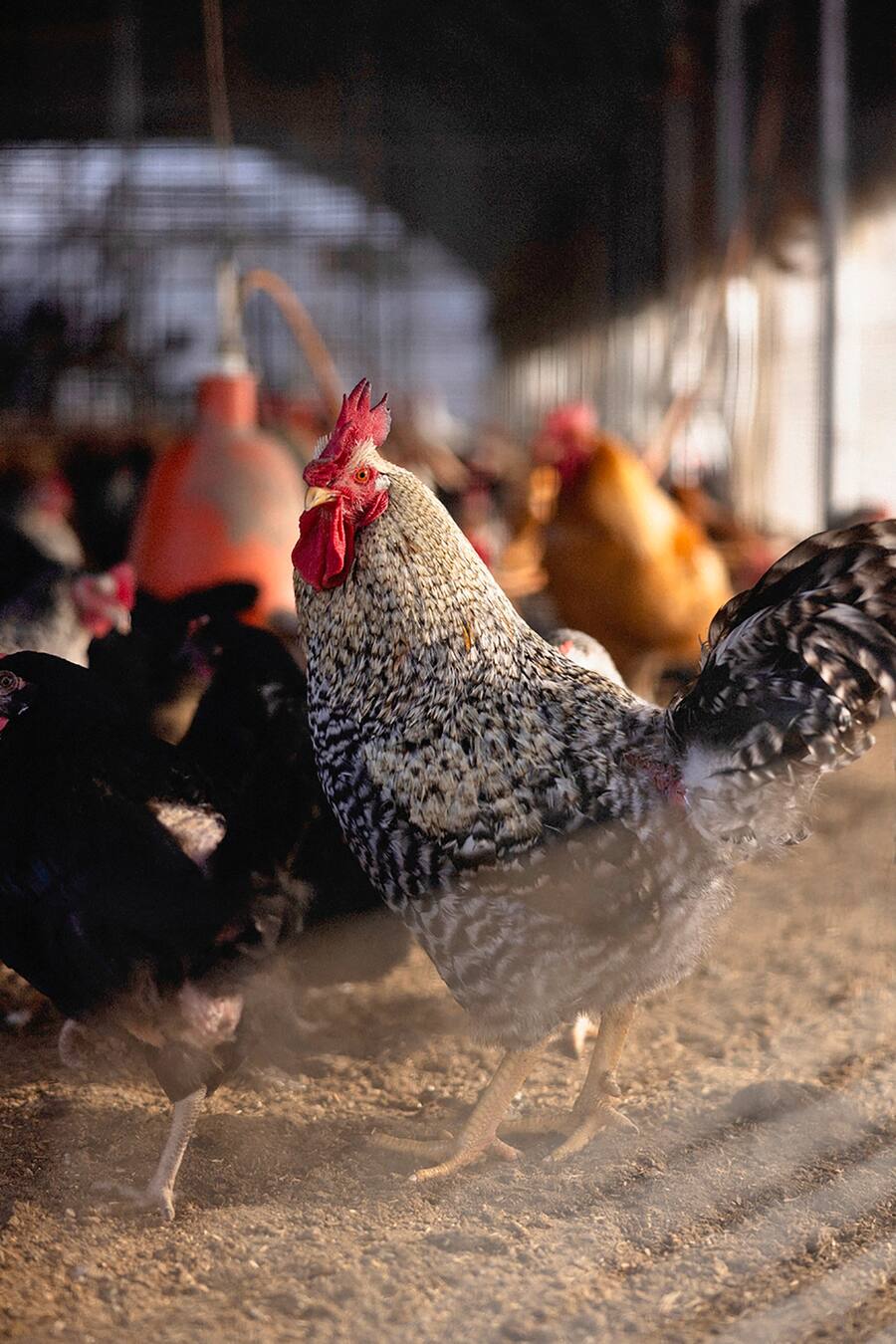 Mercedes-Benz Switzerland, Marco Campanella, Claudio Guerro, Geflügelzüchter