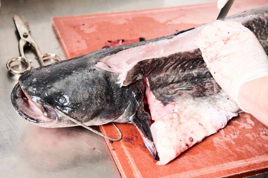 Léguriviera frischer Basel Roots