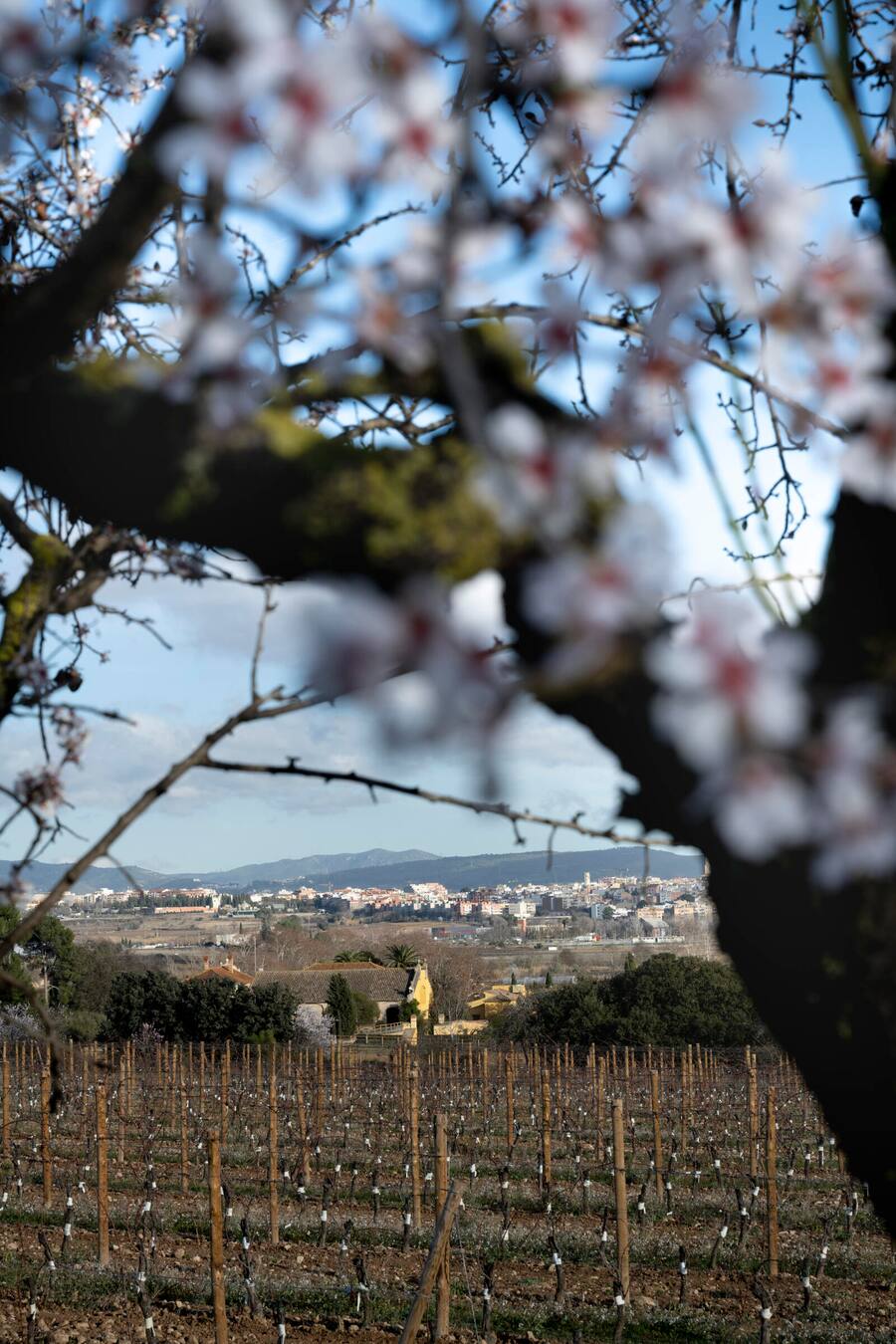 Frühlingsanfang auf der Mas de la Plana