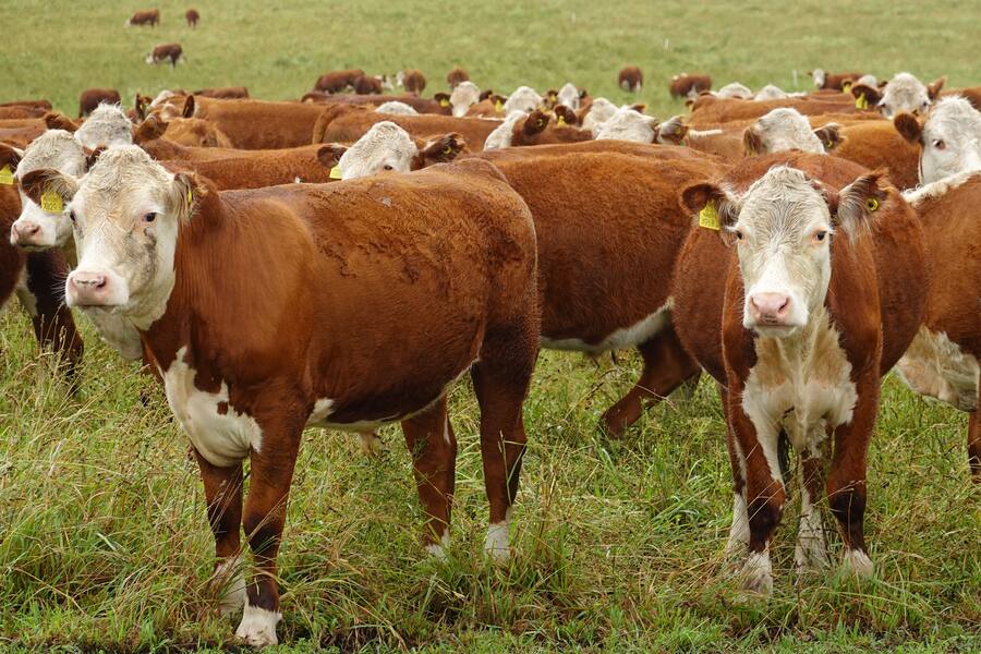 Dario Bianchi von Delikatessenhändler Bianchi bei Ojo de Agua