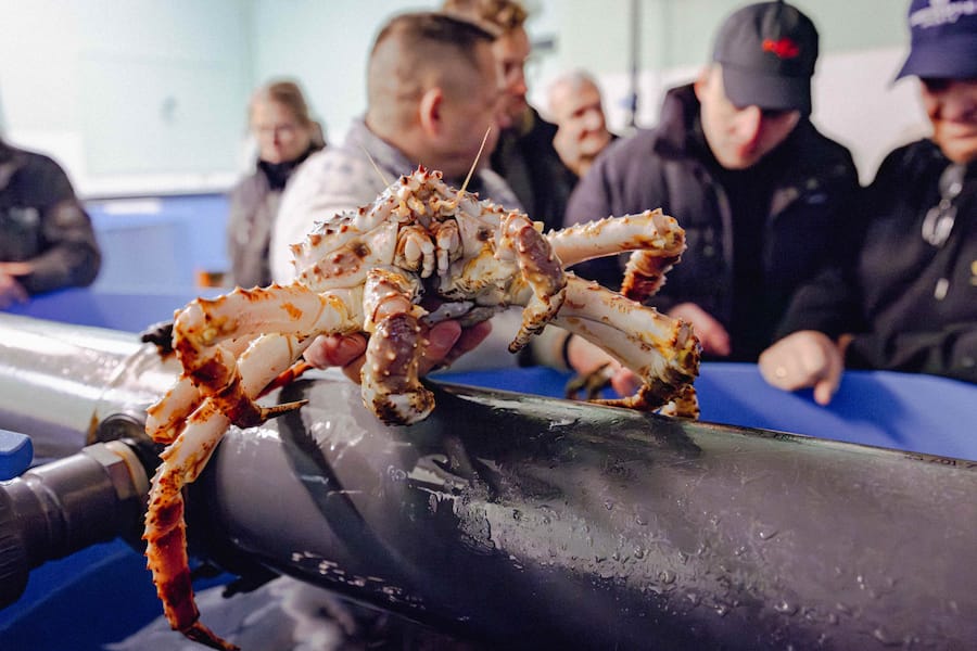 Königskrabbe, wie sie leibt und lebt. In Europa werden nur die Beine gegessen.