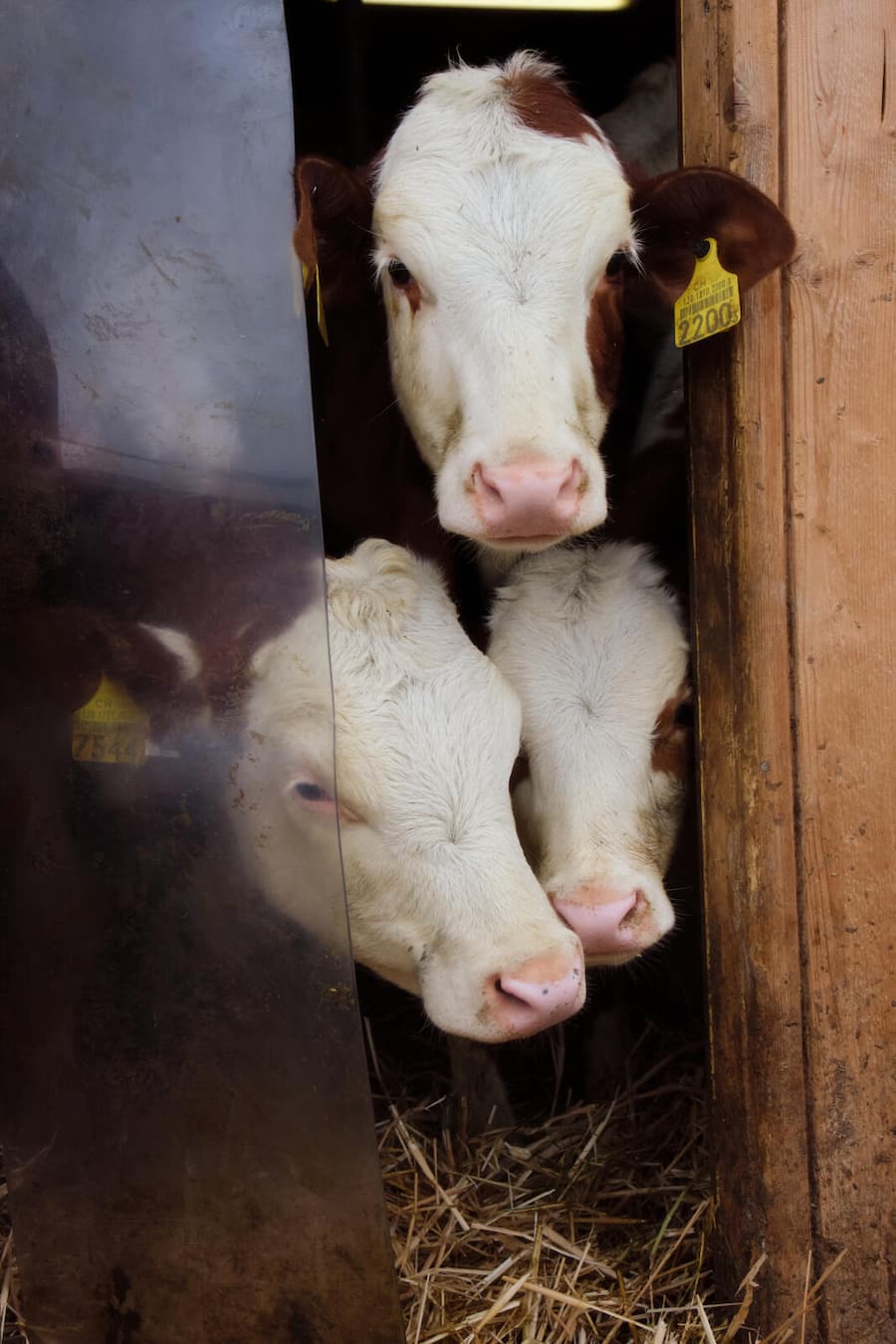 Hof Rossweid_Willisau_Sbrinz