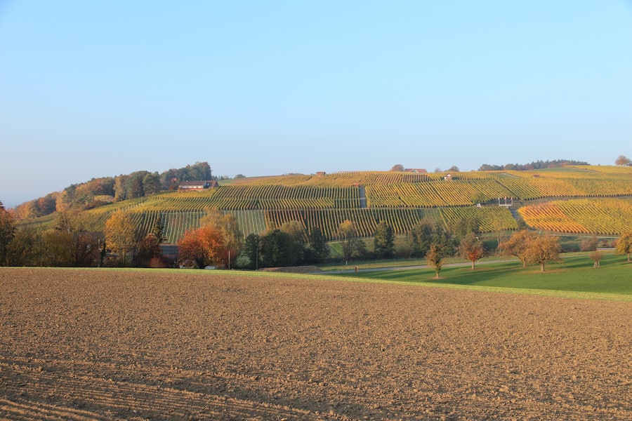 Weingut Kilchsperger, Ueli Kilchsperger, Flaach, ZH