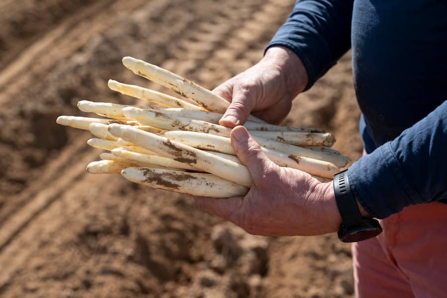 Die Reise des Badischen Spargels, auf Spargelhof Mönich in Griesheim (D), frisch gestochene Spargeln auf Feld