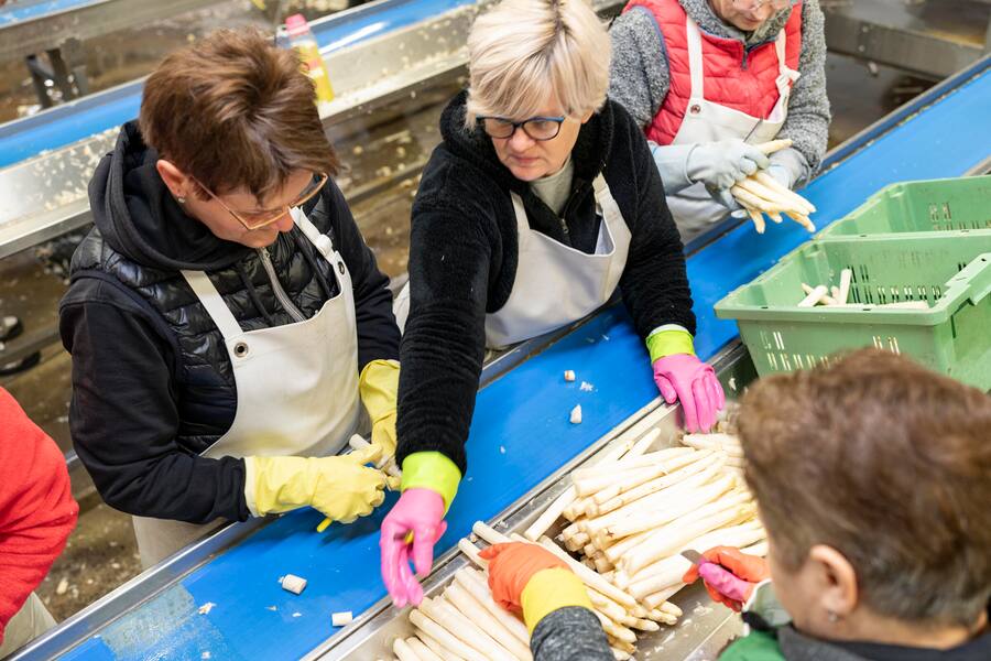 Die Reise des Badischen Spargels, auf Spargelhof Mönich in Griesheim (D)
