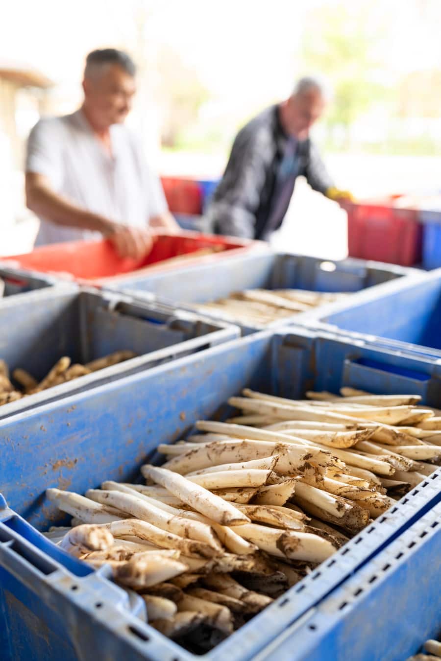 Die Reise des Badischen Spargels, auf Spargelhof Mönich in Griesheim (D), Abladen des Lastwagens