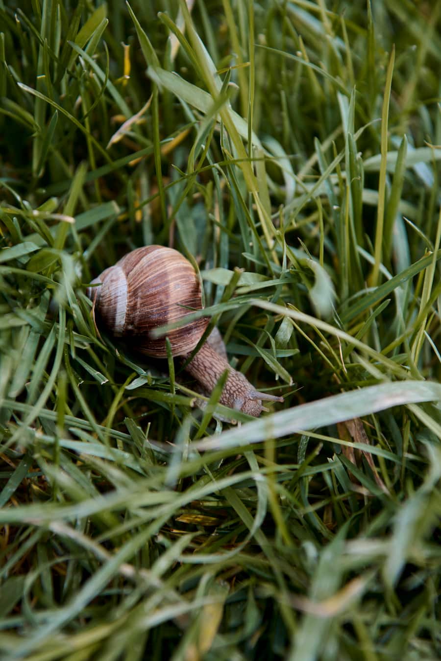 Freut sich über die anbrechende warme Jahreshälfte: Weinbergschnecke auf dem Weingut.