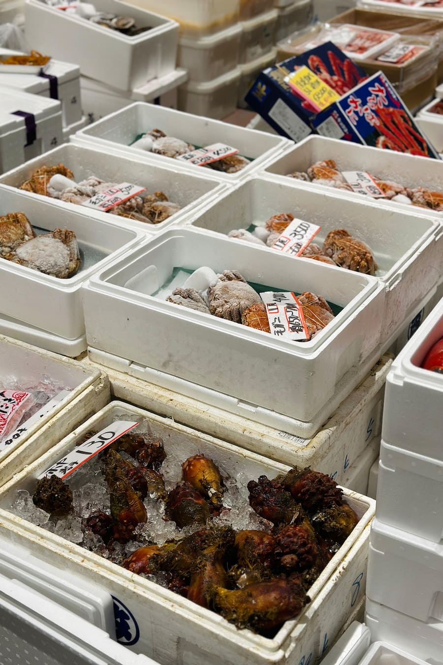 Luca Bianchi in Japan