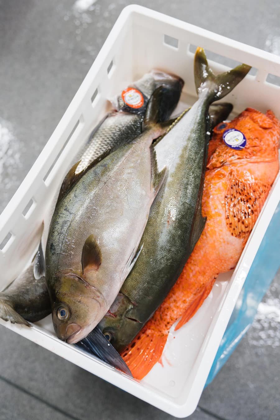 Luca und Dario Bianchi von Bianchi AG in Zufikon