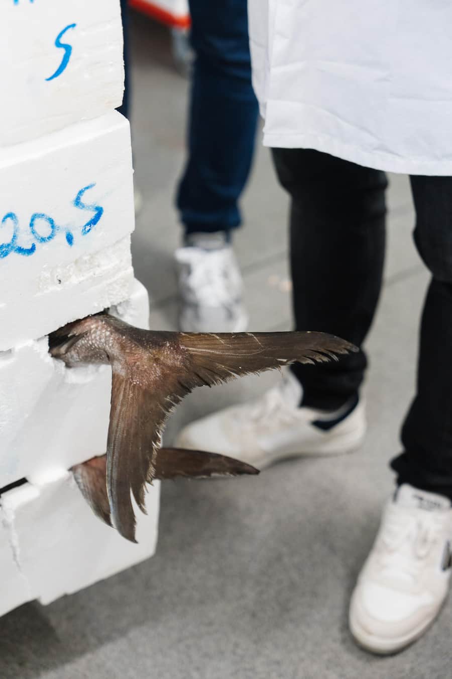 Luca und Dario Bianchi von Bianchi AG in Zufikon