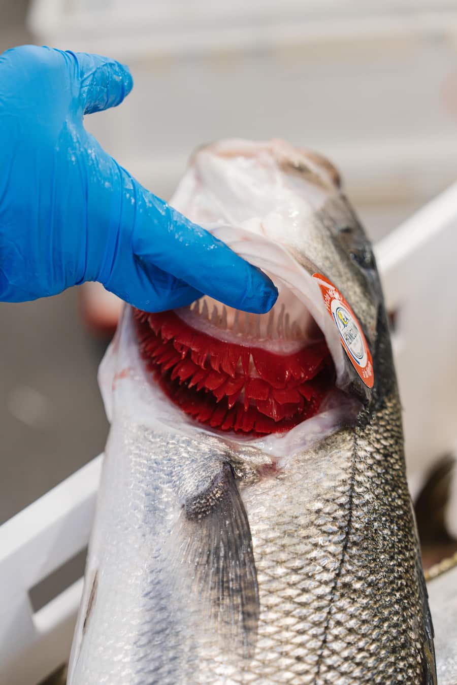 Luca und Dario Bianchi von Bianchi AG in Zufikon