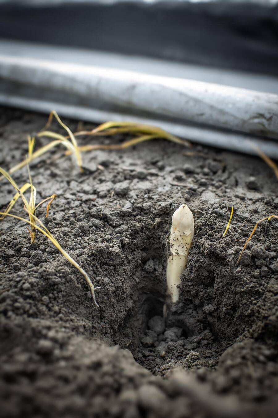 Schmitterhof, Diepoldsau