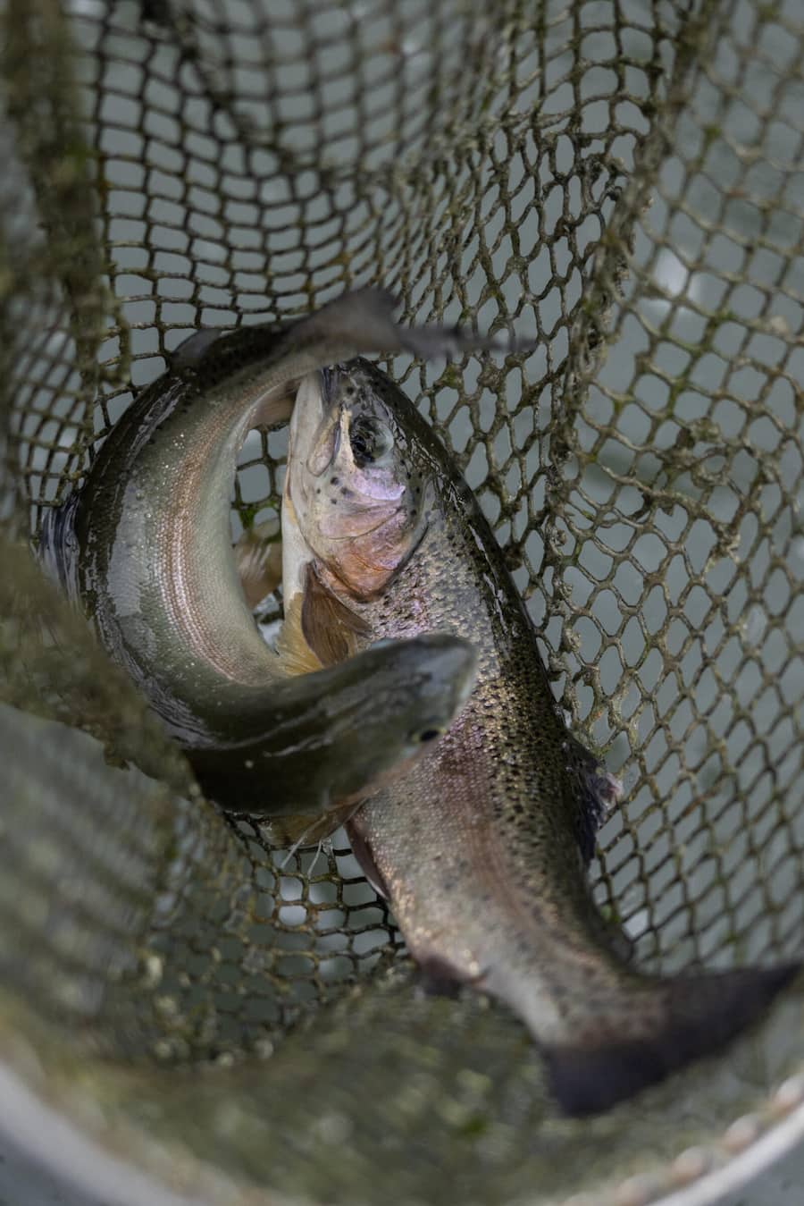 17.04.2024, Kartause Ittingen mit Chef Pascal Gorissen (photo by Remy Steiner for Gault Millau)