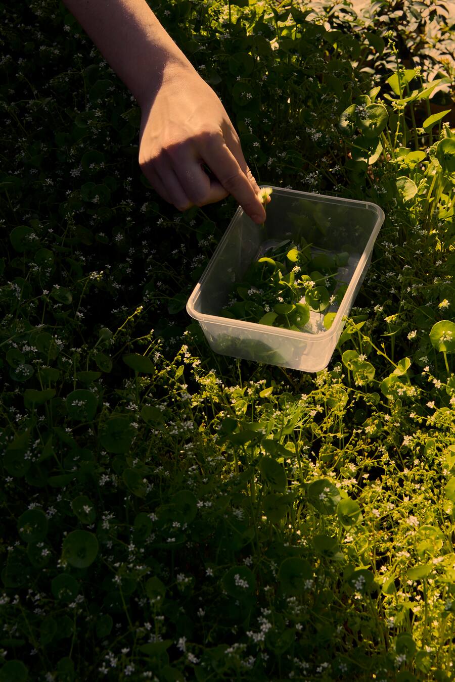 Blooms Kräutersammlung