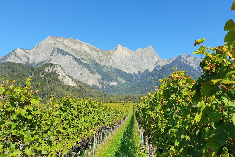 Christian Hermann Weinbau, FlA$?sch, GR