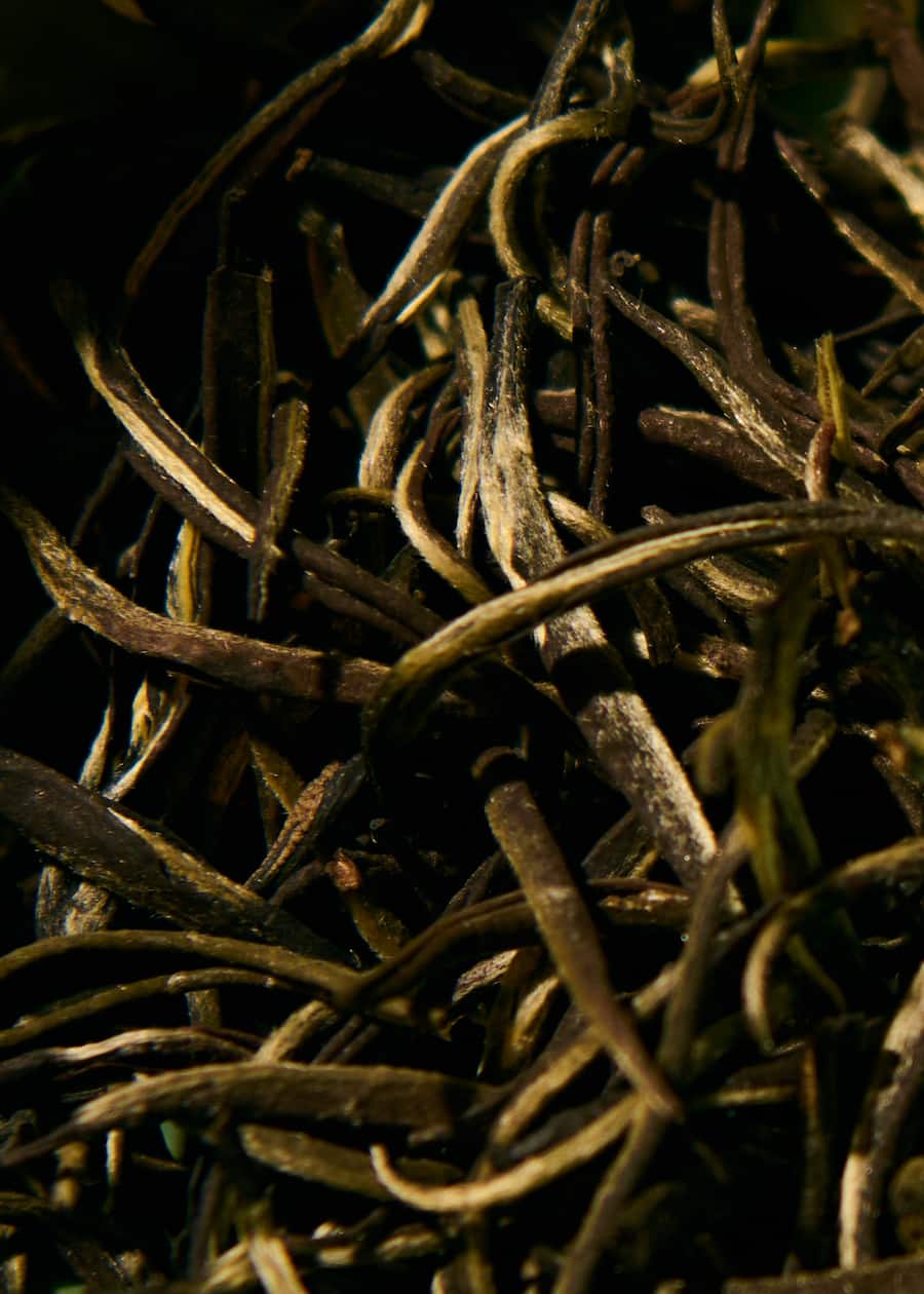 Jelmoli Tee Kornelia Lang