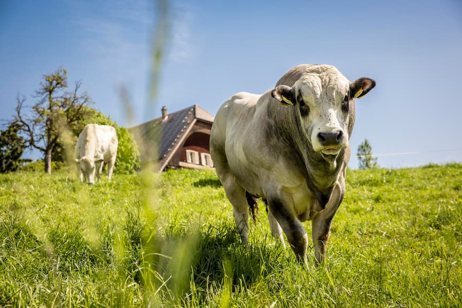 Kühe von Tanja und Kaspar Müller-Studhalter vom Tannenhof in Ebersecken, LU. Aufgenommen am 30.04.24. ©David Birri