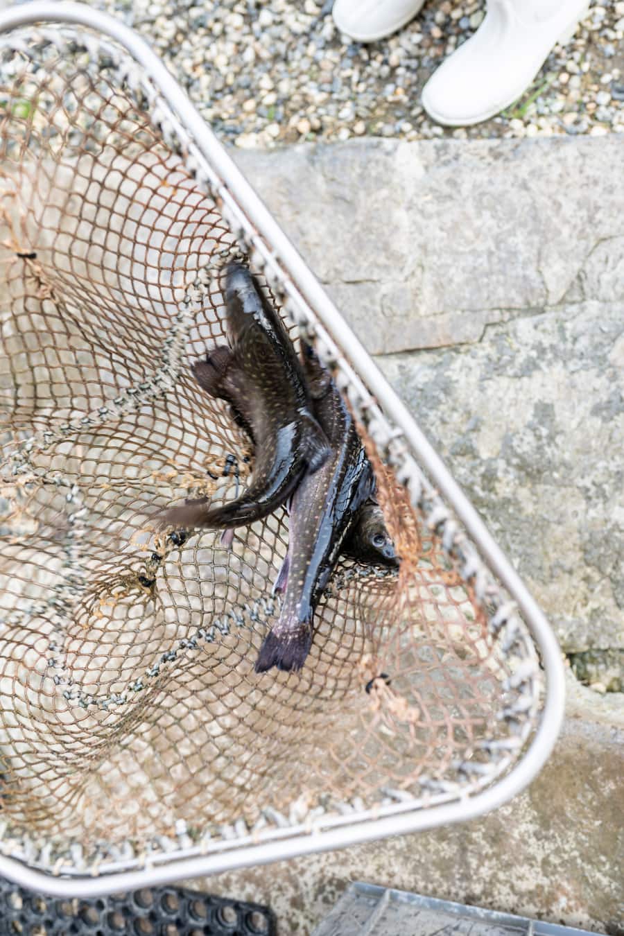 Saiblingzucht Lugnez, Sarah Capeder mit Sohn Gian Andri fischen Saiblinge aus Brunnen vor Haus in Valgronda