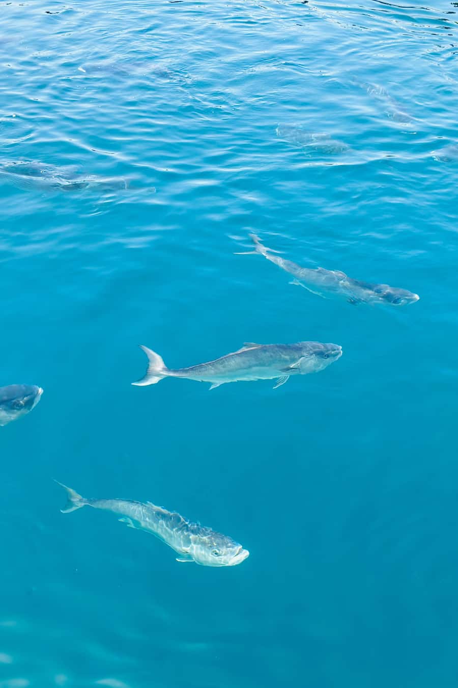 Bianchi Fischzucht in Leros