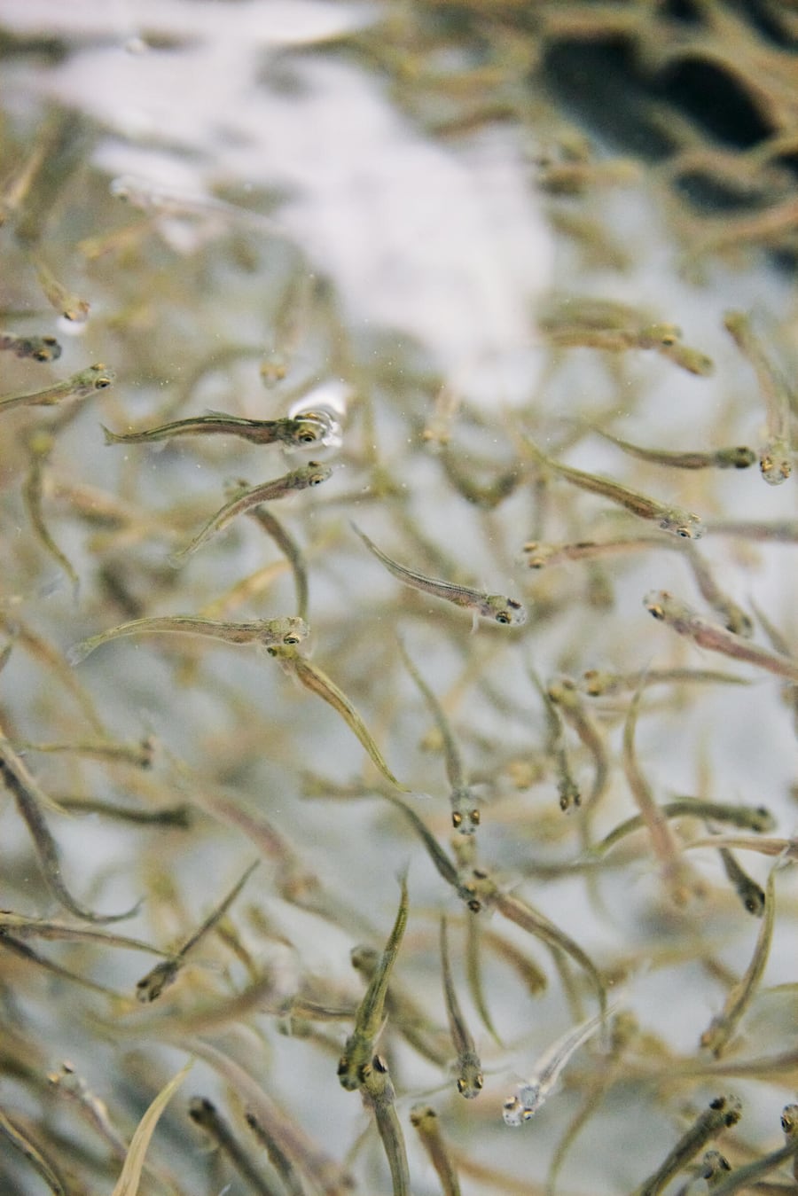 Edelkrebs AG Zucht Masu-Lachs und Äsche Sins