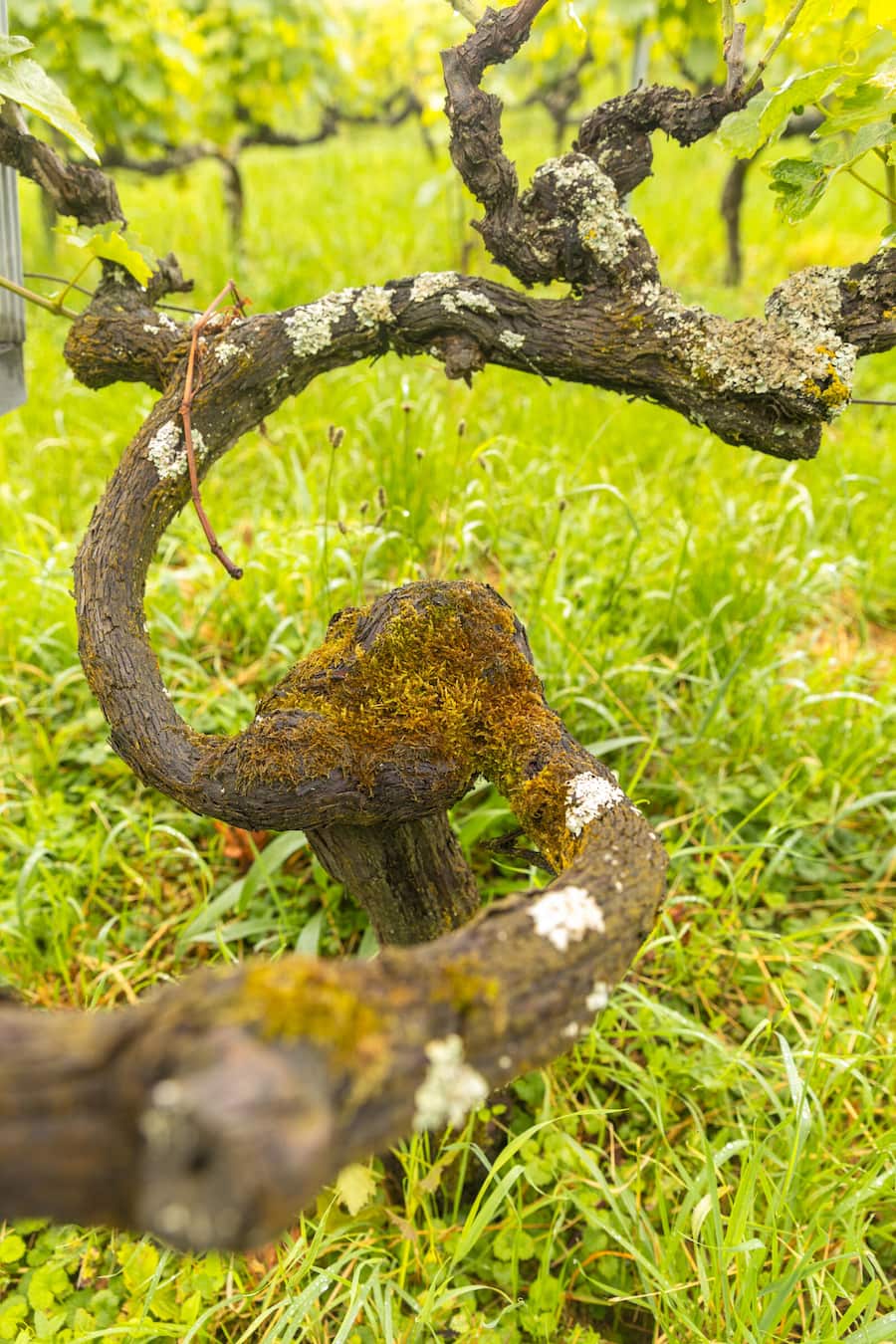 Maison Carrée in Auvernier, NE Alte Reben ( 40 -100 Jahren alt ) Fotografiert am 21.06.2024