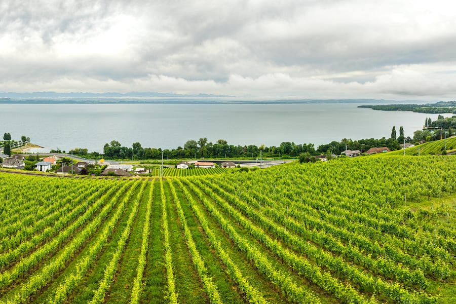 Maison Carrée in Auvernier, NE Weingut, Landschaft Fotografiert am 21.06.2024