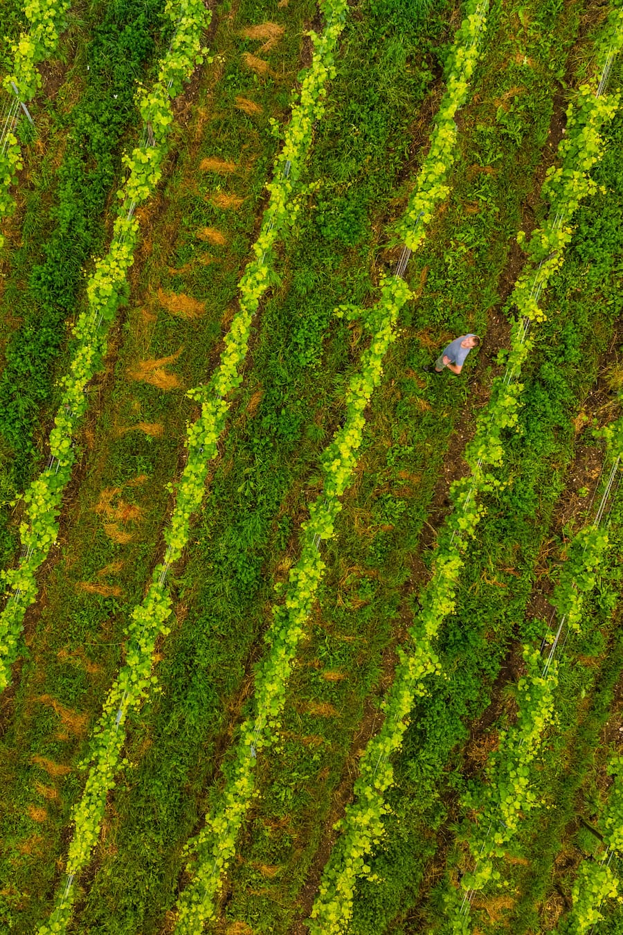 Maison Carrée in Auvernier, NE Weingut, Landschaft Fotografiert am 21.06.2024