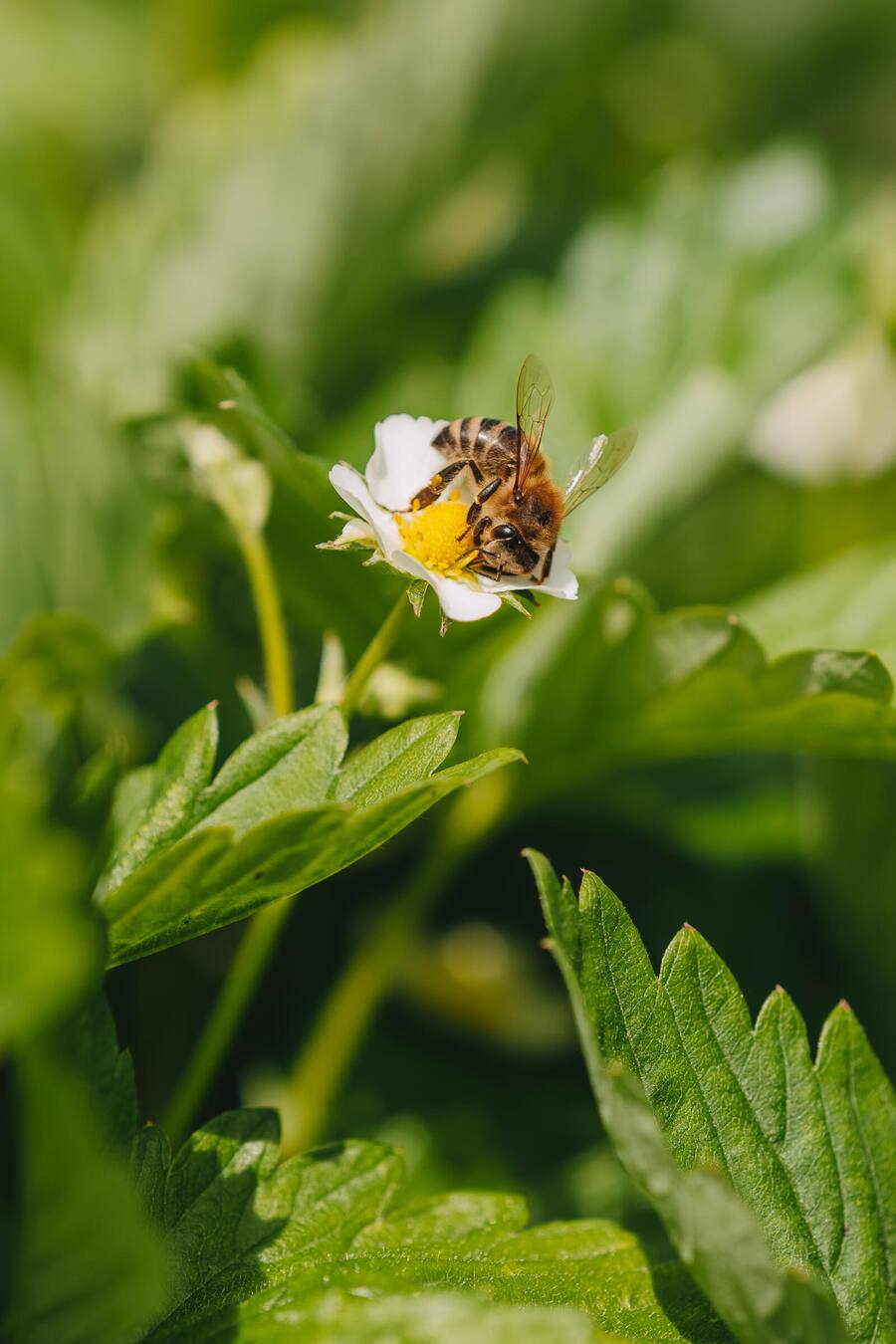 Biene auf Erdbeerblüte - Noemi Bernard, Sternen Walchwil - Zu Besuch beim Buurgarte Boog Hünenberg - Juni 2024 - Copyright Olivia Pulver