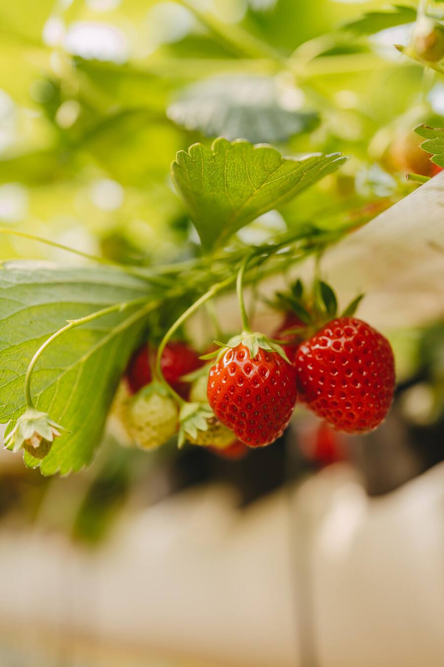 Erdbeere Mara de Bois - Noemi Bernard, Sternen Walchwil - Zu Besuch beim Buurgarte Boog Hünenberg - Juni 2024 - Copyright Olivia Pulver