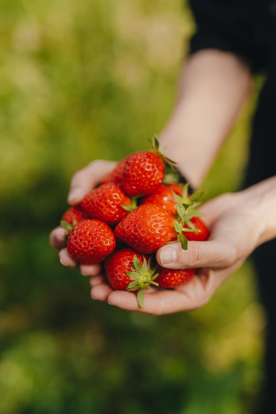 Erdbeere Mara de Bois - Noemi Bernard, Sternen Walchwil - Zu Besuch beim Buurgarte Boog Hünenberg - Juni 2024 - Copyright Olivia Pulver