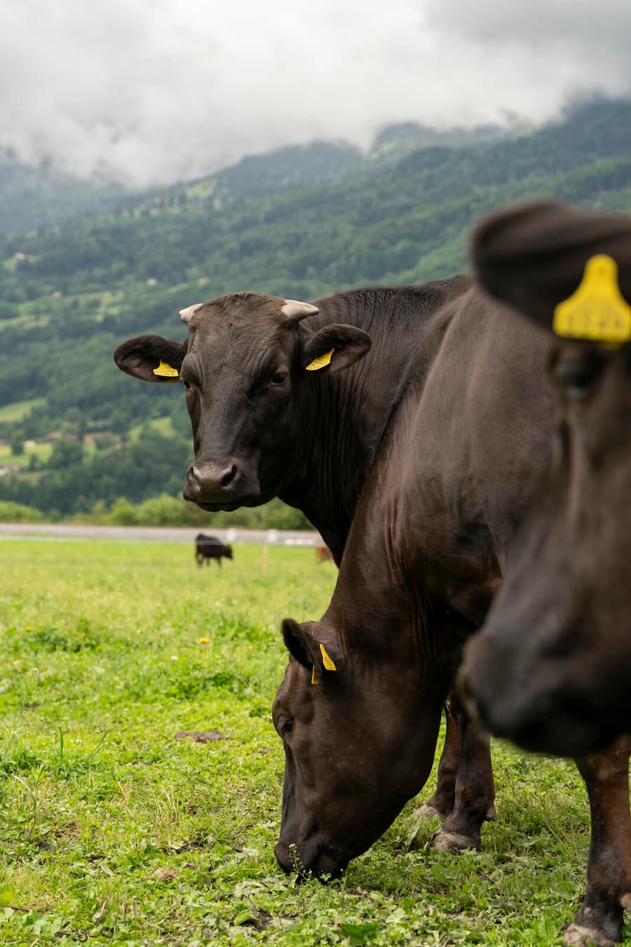 Wagyu Swissbeef Sevelen, Ochsen