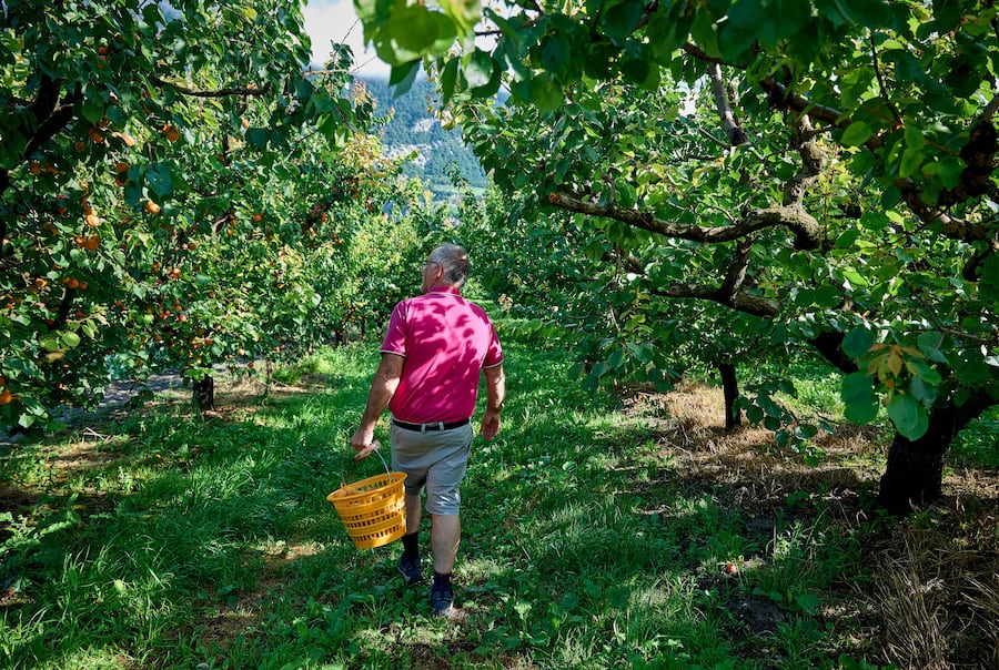 Saxon, le 13 juillet 2024, Daniel Vouilloz, producteur dâabricots reçoit Léguriviera pour une livraison en circuit court © sedrik nemeth