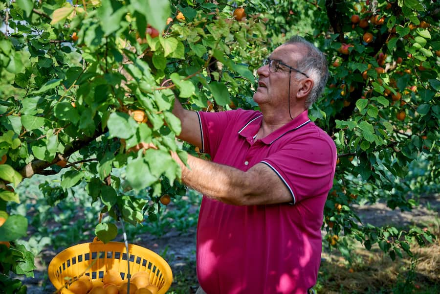 Saxon, le 13 juillet 2024, Daniel Vouilloz, producteur dâabricots reçoit Léguriviera pour une livraison en circuit court © sedrik nemeth