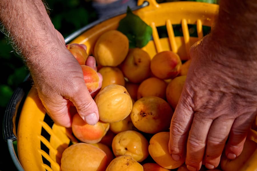Saxon, le 13 juillet 2024, Daniel Vouilloz, producteur dâabricots reçoit Léguriviera pour une livraison en circuit court © sedrik nemeth