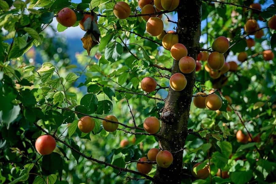 Saxon, le 13 juillet 2024, Daniel Vouilloz, producteur dâabricots reçoit Léguriviera pour une livraison en circuit court © sedrik nemeth