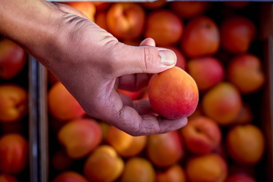 Saxon, le 13 juillet 2024, Daniel Vouilloz, producteur dâabricots reçoit Léguriviera pour une livraison en circuit court © sedrik nemeth